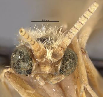 Media type: image;   Entomology 11540 Aspect: head frontal view